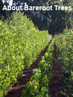 about bareroot trees